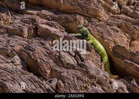 Maschio Mastigure ornati (Uromastyx ornata) è uno dei più pittoreschi membri del genere in Israele, con lunghezze fino a 37 cm. Ornato Mastigure può Foto Stock