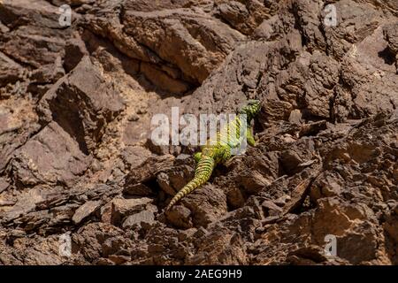 Maschio Mastigure ornati (Uromastyx ornata) è uno dei più pittoreschi membri del genere in Israele, con lunghezze fino a 37 cm. Ornato Mastigure può Foto Stock