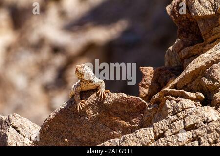 Femmina Mastigure ornati (Uromastyx ornata) è uno dei più pittoreschi membri del genere in Israele, con lunghezze fino a 37 cm. Ornato Mastigure c Foto Stock