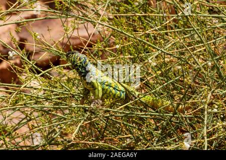 Maschio Mastigure ornati (Uromastyx ornata) è uno dei più pittoreschi membri del genere in Israele, con lunghezze fino a 37 cm. Ornato Mastigure può Foto Stock