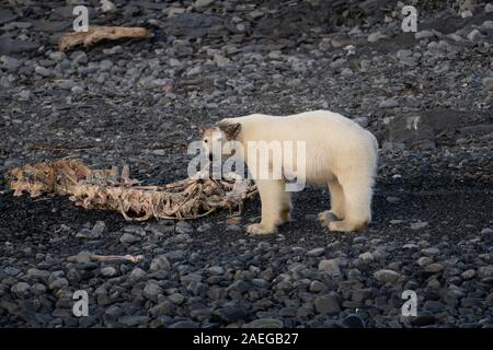 I capretti polar bear cub (Ursus maritimus) in Spitsbergen, Svalbard, Norvegia Foto Stock