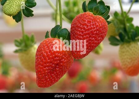 Le fragole crescono in primo piano Foto Stock