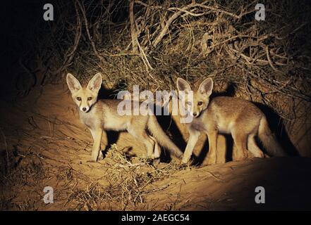 Red Fox (Vulpes vulpes vulpes). La Volpe rossa è la più grande del vero volpi, così come la maggior parte geograficamente sparsi membro dell'Carnivora, essendo Foto Stock