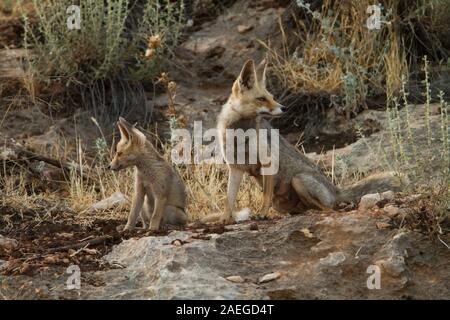 Red Fox (Vulpes vulpes vulpes). La Volpe rossa è la più grande del vero volpi, così come la maggior parte geograficamente sparsi membro dell'Carnivora, essendo Foto Stock