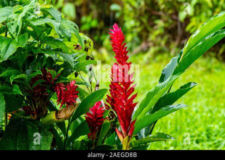 Red Ginger fiore (Alpinia purpurata). Fotografato in Costa Rica in giugno Foto Stock