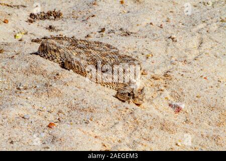 Cerastes cerastes è un infame viper specie indigene dei deserti del Nord Africa e parti del Medio Oriente. Spesso essi sono facilmente riconosciuti Foto Stock