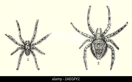 Maschio (1) e femmina (2) delle specie di ragno Araneus diadematus, comunemente chiamato il giardino europeo spider, (anche trovato in America del Nord), diadema spider, orangie, cross spider e incoronato orb weaver. Si tratta di un orb-weaver spider che è specializzato nella filatura orb veli. I nastri sono costruiti da grandi femmine che hanno appeso a testa in giù al centro del web o restano nascosti nelle vicinanze di fogliame, con una griffa agganciata ad una linea di segnale collegato al principale orb in attesa di un disturbo per segnalare l'arrivo di prede. Preda è quindi rapidamente morso e avvolto in seta prima di essere immagazzinato per uso futuro. Foto Stock