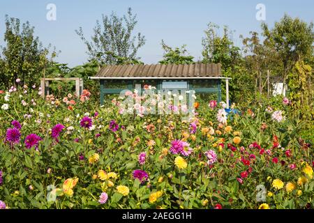 Blooming golden daisy fiori in un giardino di aggiudicazione nei Paesi Bassi Foto Stock