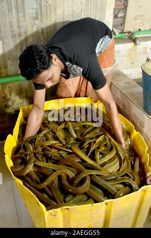 Dacca in Bangladesh. Il 9 dicembre, 2019. Un esecutore elabora le anguille in corrispondenza di un pesce dal centro di elaborazione a Dhaka, nel Bangladesh, Dicembre 9, 2019. In mezzo a un boom delle esportazioni, il numero crescente degli allevamenti di anguille sono impostati in Bangladesh. Credito: Str/Xinhua/Alamy Live News Foto Stock