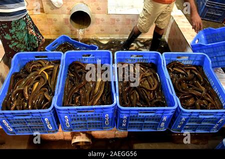 Dacca. Il 9 dicembre, 2019. Foto scattata il 9 dicembre 2019 mostra le anguille in corrispondenza di un pesce dal centro di elaborazione a Dhaka, nel Bangladesh. In mezzo a un boom delle esportazioni, il numero crescente degli allevamenti di anguille sono impostati in Bangladesh. Credito: Str/Xinhua/Alamy Live News Foto Stock