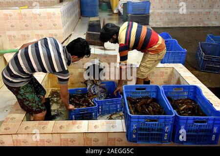 Dacca in Bangladesh. Il 9 dicembre, 2019. Processo di lavoratori di anguille in corrispondenza di un pesce dal centro di elaborazione a Dhaka, nel Bangladesh, Dicembre 9, 2019. In mezzo a un boom delle esportazioni, il numero crescente degli allevamenti di anguille sono impostati in Bangladesh. Credito: Str/Xinhua/Alamy Live News Foto Stock