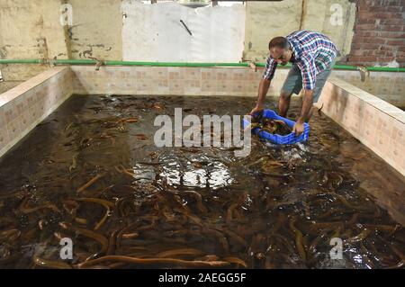 Dacca in Bangladesh. Il 9 dicembre, 2019. Un esecutore elabora le anguille in corrispondenza di un pesce dal centro di elaborazione a Dhaka, nel Bangladesh, Dicembre 9, 2019. In mezzo a un boom delle esportazioni, il numero crescente degli allevamenti di anguille sono impostati in Bangladesh. Credito: Str/Xinhua/Alamy Live News Foto Stock