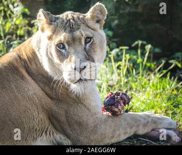 ZSL Whipsnade Zoo, REGNO UNITO, 09 dic 2019. .Lo Zoo la troupe di Lions ricevono la loro festosa golosità. Lemuri, rinoceronti, leoni e capre pigmee tutti il risveglio di una festa a sorpresa come custodi prepararsi a celebrare il Natale con gli animali al ZSL Whipsnade Zoo. Credito: Imageplotter/Alamy Live News Foto Stock