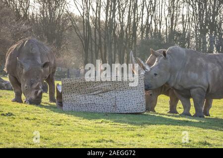 ZSL Whipsnade Zoo, REGNO UNITO, 09 dic 2019. I detentori hanno avvolto un gigante 8ft box per il sud il rinoceronte bianco Nsiswa, Clara, Mikumi, Tuli e Bertha - il dono più grande che abbia mai ricevuto. Lemuri, rinoceronti, leoni e capre pigmee tutti il risveglio di una festa a sorpresa come custodi prepararsi a celebrare il Natale con gli animali al ZSL Whipsnade Zoo. Credito: Imageplotter/Alamy Live News Foto Stock