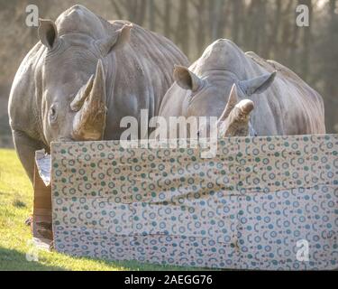 ZSL Whipsnade Zoo, REGNO UNITO, 09 dic 2019. I detentori hanno avvolto un gigante 8ft box per il sud il rinoceronte bianco Nsiswa, Clara, Mikumi, Tuli e Bertha - il dono più grande che abbia mai ricevuto. Lemuri, rinoceronti, leoni e capre pigmee tutti il risveglio di una festa a sorpresa come custodi prepararsi a celebrare il Natale con gli animali al ZSL Whipsnade Zoo. Credito: Imageplotter/Alamy Live News Foto Stock