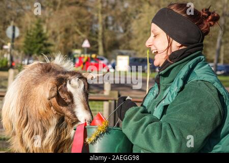 ZSL Whipsnade Zoo, REGNO UNITO, 09 dic 2019. Capra "Kallisti' (chiamato dopo i Giochi di troni carattere) felicemente si infila in, con keeper Catherine Doherty. Lo zoo di troupe di capre pigmee hanno un grande momento roditura sulle dolci natalizi, mentre i detentori Catherine Doherty e Stacey Barker. Lemuri, rinoceronti, leoni e capre pigmee tutti il risveglio di una festa a sorpresa come custodi prepararsi a celebrare il Natale con gli animali al ZSL Whipsnade Zoo. Credito: Imageplotter/Alamy Live News Foto Stock