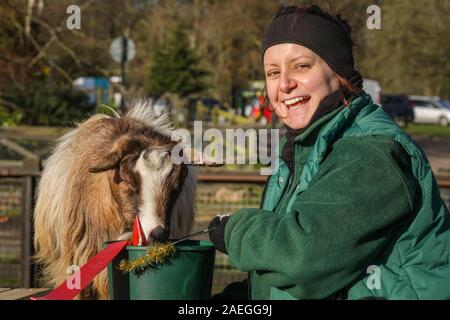 ZSL Whipsnade Zoo, REGNO UNITO, 09 dic 2019. Capra "Kallisti' (chiamato dopo i Giochi di troni carattere) felicemente si infila in, con keeper Catherine Doherty. Lo zoo di troupe di capre pigmee hanno un grande momento roditura sulle dolci natalizi, mentre i detentori Catherine Doherty e Stacey Barker. Lemuri, rinoceronti, leoni e capre pigmee tutti il risveglio di una festa a sorpresa come custodi prepararsi a celebrare il Natale con gli animali al ZSL Whipsnade Zoo. Credito: Imageplotter/Alamy Live News Foto Stock