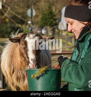 ZSL Whipsnade Zoo, REGNO UNITO, 09 dic 2019. Capra "Kallisti' (chiamato dopo i Giochi di troni carattere) felicemente si infila in, con keeper Catherine Doherty. Lo zoo di troupe di capre pigmee hanno un grande momento roditura sulle dolci natalizi, mentre i detentori Catherine Doherty e Stacey Barker. Lemuri, rinoceronti, leoni e capre pigmee tutti il risveglio di una festa a sorpresa come custodi prepararsi a celebrare il Natale con gli animali al ZSL Whipsnade Zoo. Credito: Imageplotter/Alamy Live News Foto Stock