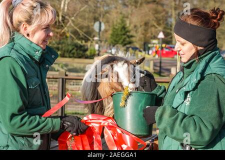 ZSL Whipsnade Zoo, REGNO UNITO, 09 dic 2019. Capra "Kallisti' (chiamato dopo i Giochi di troni carattere) felicemente si infila in, con keeper Catherine Doherty (destra) e Stacey Barker (sinistra). Lo zoo di troupe di capre pigmee hanno un grande momento roditura sulle dolcetti di Natale. Lemuri, rinoceronti, leoni e capre pigmee tutti il risveglio di una festa a sorpresa come custodi prepararsi a celebrare il Natale con gli animali al ZSL Whipsnade Zoo. Credito: Imageplotter/Alamy Live News Foto Stock