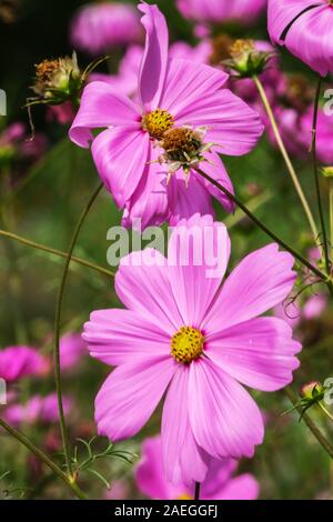 Rosa vicino dei fiori Cosmos bipinnatus Foto Stock