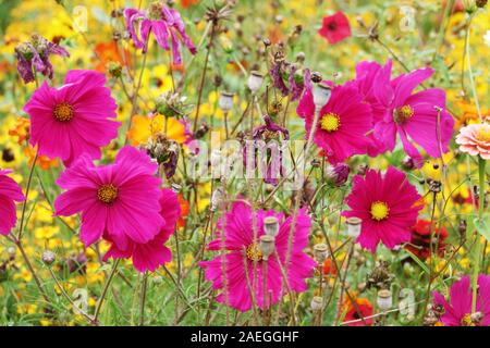 Giardino di fiori di colore viola Cosmos bipinnatus Foto Stock