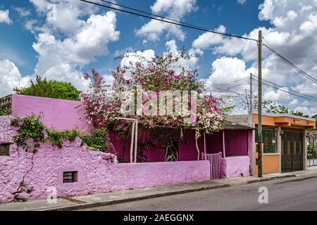 Dipinto luminosamente edificio rosa con Bougainvillea arbusto crescente al di fuori in Valladolid, Yucatan, Messico. Foto Stock