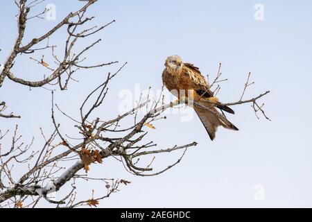 Nibbio reale (Milvus milvus) arroccato sulla cima di una quercia. Lion. Spagna Foto Stock