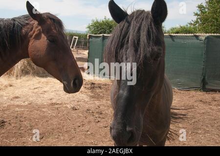 Bellissimi cavalli marrone su pascolo in estate Foto Stock