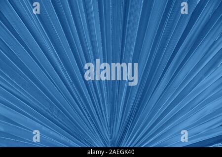 Primo piano di foglie di palma. Tonica in colore blu Foto Stock