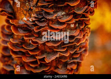 Unedged funghi che crescono su un tronco di albero, sul tronco. Primo piano sull'albero era tenuto in autunno toni. La foto mostra la pace e idillio della foresta Foto Stock