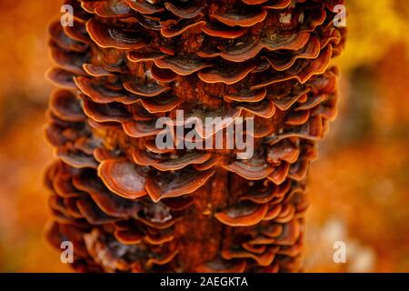 Unedged funghi che crescono su un tronco di albero, sul tronco. Primo piano sull'albero era tenuto in autunno toni. La foto mostra la pace e idillio della foresta Foto Stock