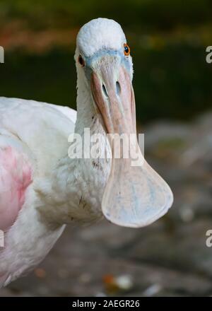 Primo piano della Roseate Spoonbill bird (Platalea ajaja) Foto Stock