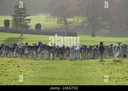 Daini, holkham hall estate, North Norfolk, Inghilterra Foto Stock