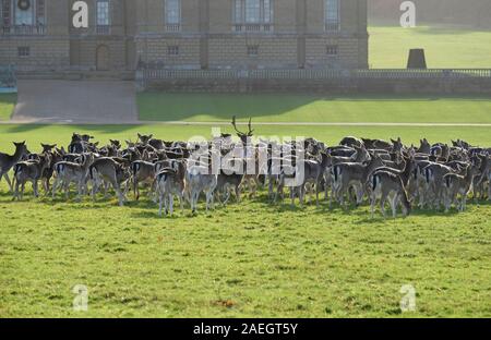 Daini, holkham hall estate, North Norfolk, Inghilterra Foto Stock