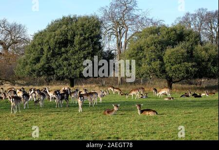 Daini, holkham hall estate, North Norfolk, Inghilterra Foto Stock