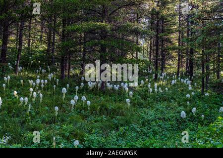 Beargrass in una radura lungo il Continental Divide Trail in molti area del ghiacciaio del Glacier National Park in Montana. Foto Stock