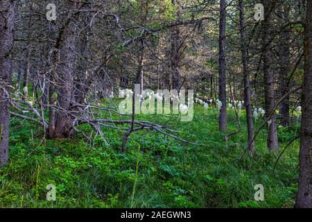 Beargrass in una radura lungo il Continental Divide Trail in molti area del ghiacciaio del Glacier National Park in Montana. Foto Stock