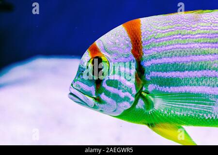 Lutiano Sailfin (Symphorichthys spilurus), noto anche come il blue-lined orata Foto Stock