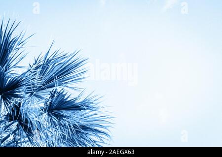 Primo piano di foglie di palma. Tonica in colore blu Foto Stock