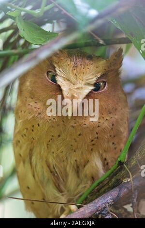 Serendib Scops-owl (Otus thilohoffmanni) Foto Stock