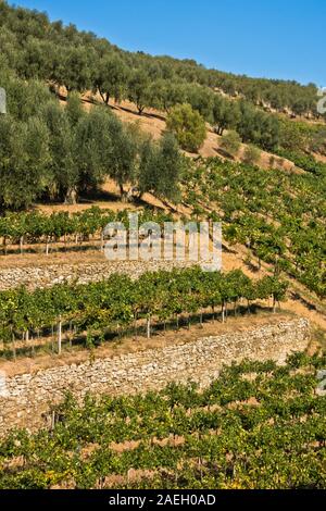 Escursionismo colline e backroads con vigneti e alberi di olivo in autunno, vicino a Vinci in Toscana, Italia Foto Stock