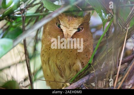 Serendib Scops-owl (Otus thilohoffmanni) Foto Stock