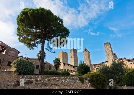 Un enorme albero di pino di fronte alle mura e torri di San Gimignano, Toscana, Italia Foto Stock