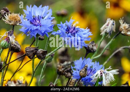 Primo piano Fiore di Cornovaglia Centaurea cyanus "Blue Boy", Fiori Bachelors Buttons Cyanus segetum Cornflowers, Blue Flowering agosto Estate Flower Bed Foto Stock