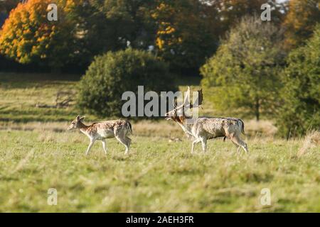 Stagione di rutting, Deer di fallow, Castello di Wentworth, Yorkshire del sud Foto Stock