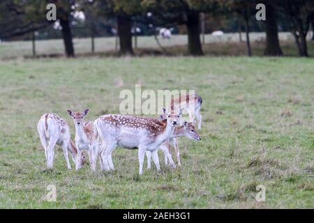 Mandria di Deer di fido, Castello di Wentworth, South Yorkshire Foto Stock