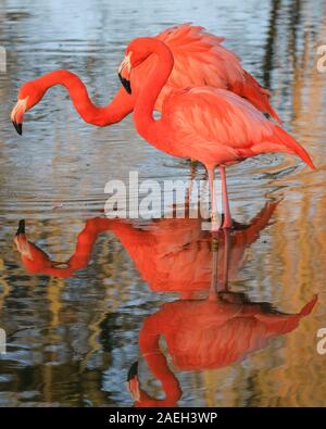 Fenicotteri rosa, un gruppo di fenicotteri adulti, (Phoenicopterus roseus) goditi gli ultimi raggi caldi del sole invernale, i loro corpi dai colori vivaci si riflettono nell'acqua. Foto Stock