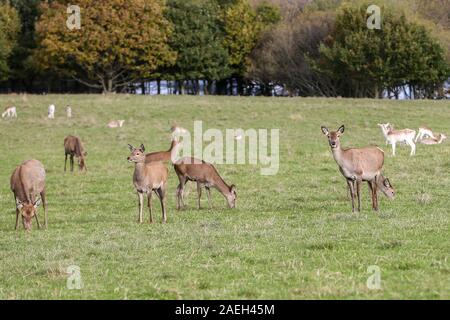 Mandria di Red Deer, Castello di Wentworth, South Yorkshire Foto Stock