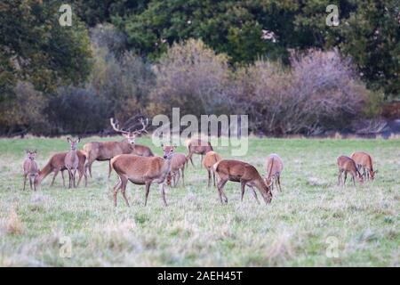 Mandria di Red Deer, Castello di Wentworth, South Yorkshire Foto Stock