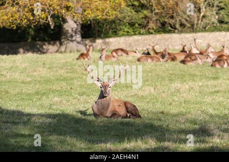 Mandria di Red Deer, Castello di Wentworth, South Yorkshire Foto Stock